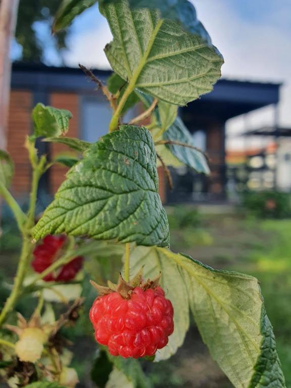 Houten Huisje Tussen Paarden Nieuwerkerken Exterior foto